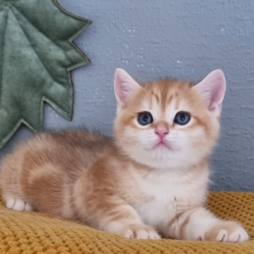 Foto van de poes