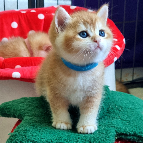 Foto van de poes