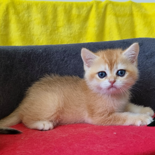 Foto van de poes