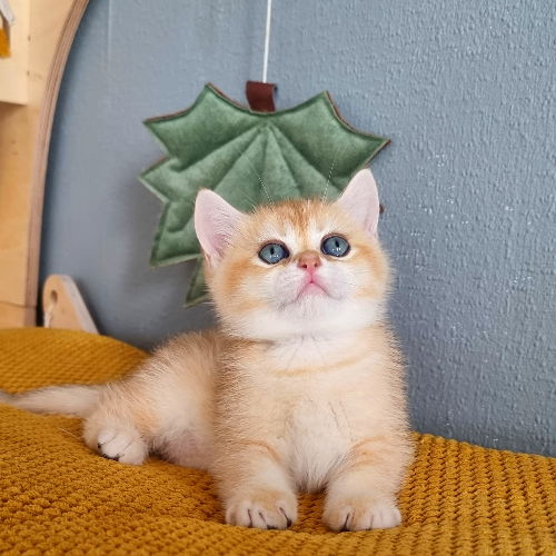 Foto van de poes