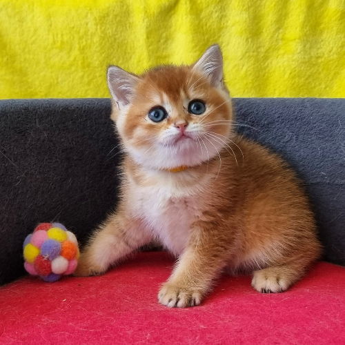 Foto van de poes