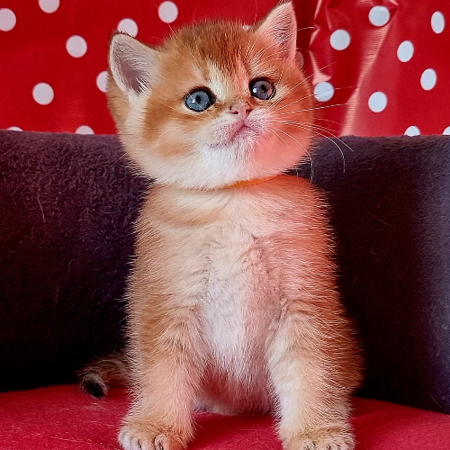 Foto van de poes