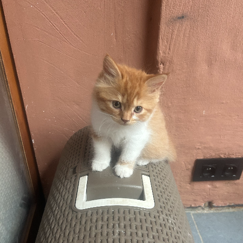 Foto van de poes