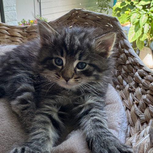 Foto van de poes
