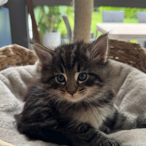 Foto van de poes