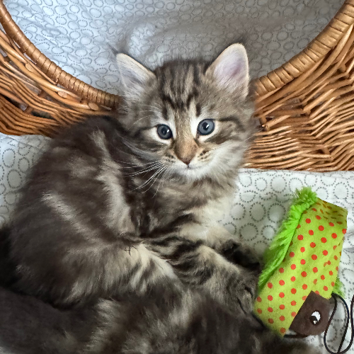 Foto van de poes