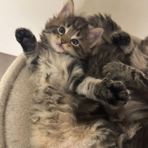 Foto van de poes
