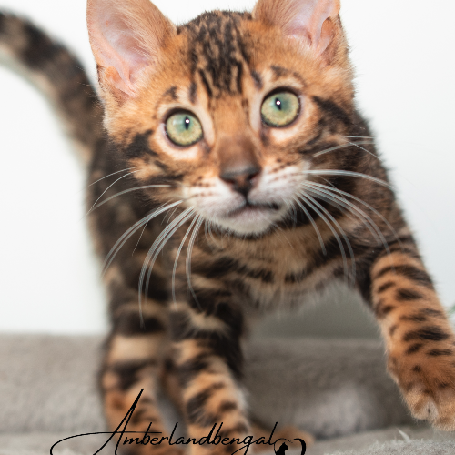 Foto van de poes