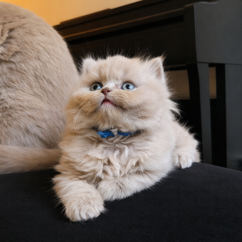 Foto van de poes