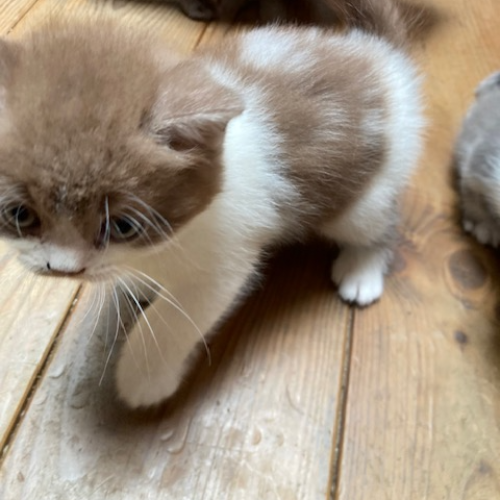 Foto van de poes