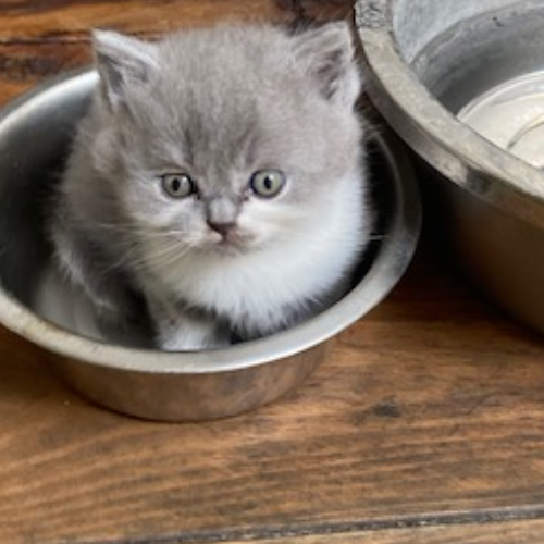 Foto van de poes