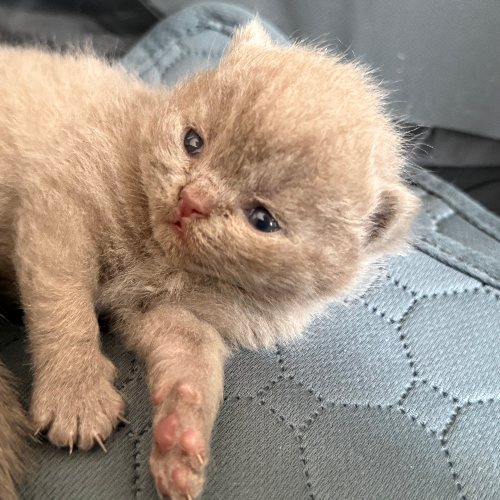 Foto van de poes