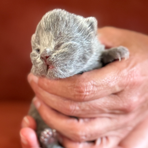 Foto van de poes
