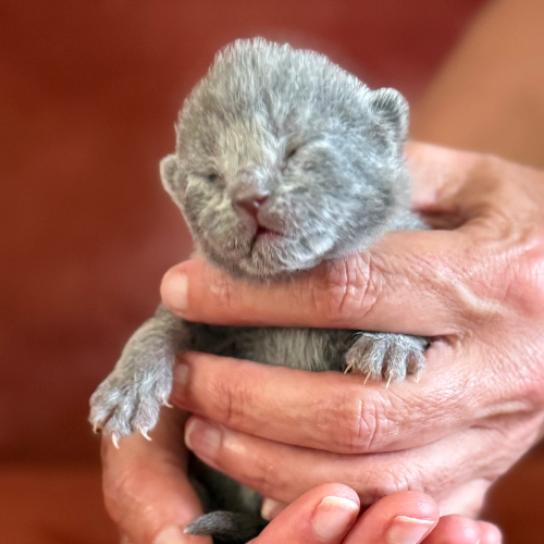 Foto van de poes