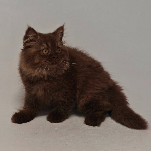 Foto van de poes