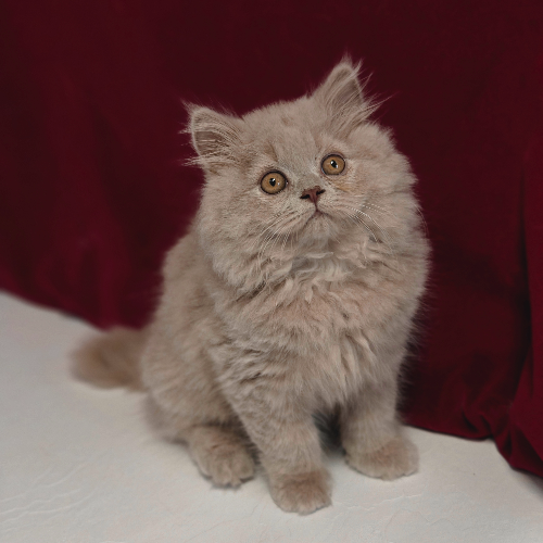 Foto van de poes