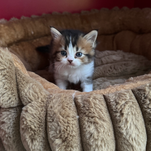 Foto van de poes