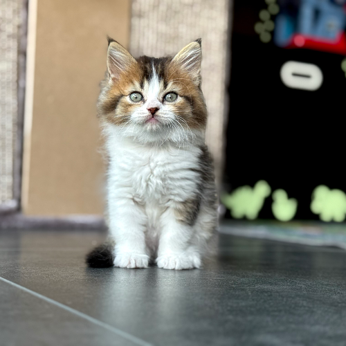 Foto van de poes