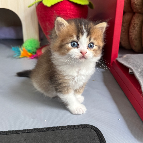Foto van de poes