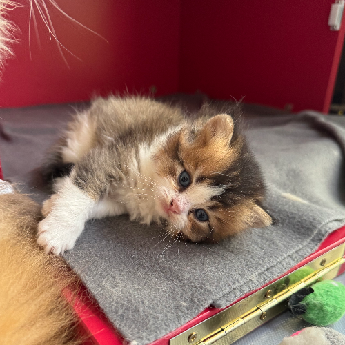 Foto van de poes