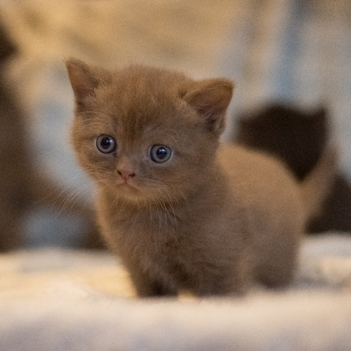 Foto van de poes