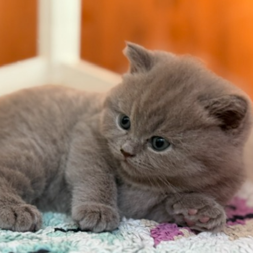 Foto van de poes