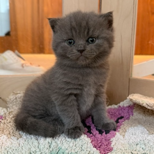 Foto van de poes