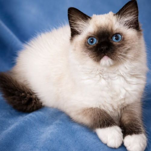 Foto van de poes