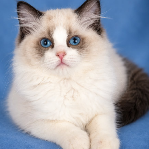 Foto van de poes