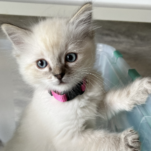 Foto van de poes