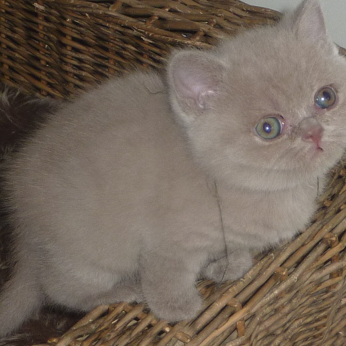 Foto van de poes
