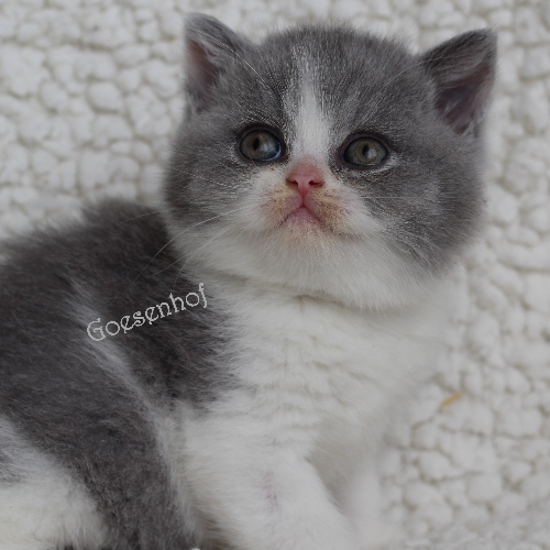 Foto van de poes