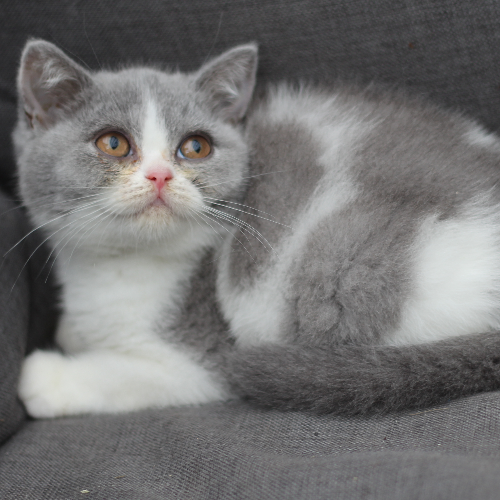 Foto van de poes