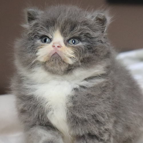 Foto van de poes