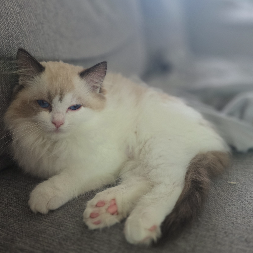 Foto van de poes