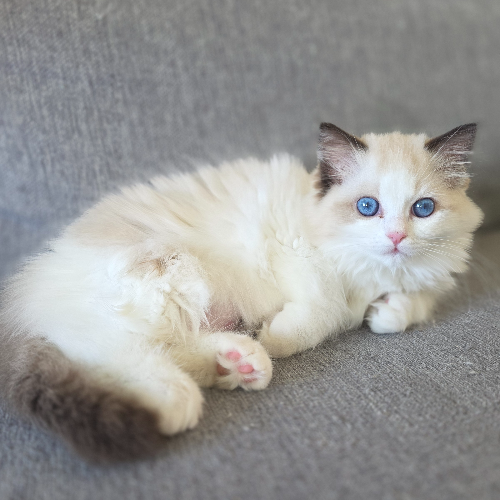 Foto van de poes