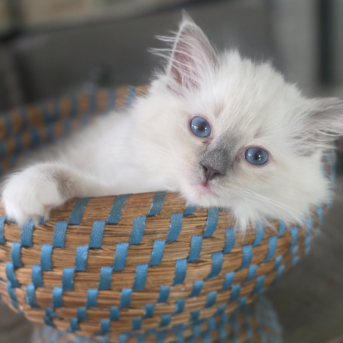 Foto van de poes