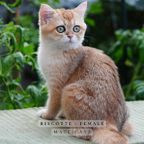 Foto van de poes