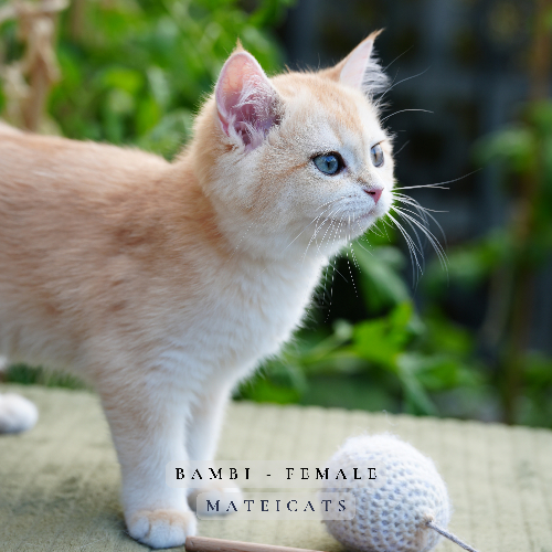 Foto van de poes