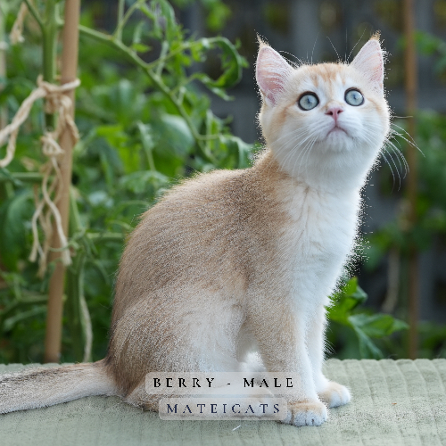 Foto van de poes