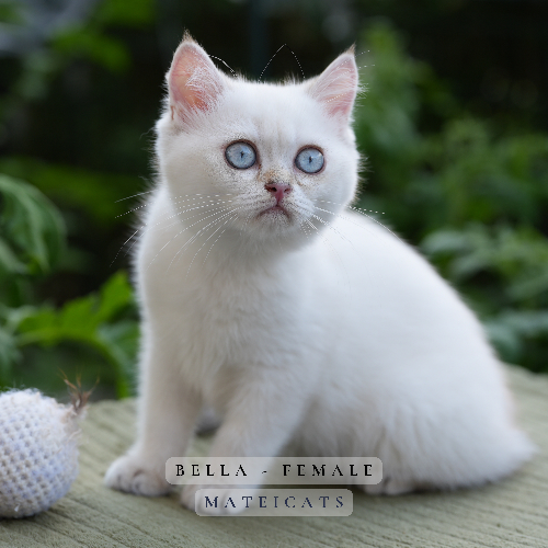 Foto van de poes