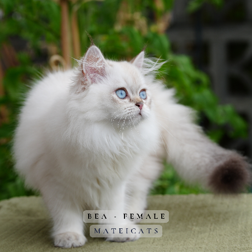 Foto van de poes