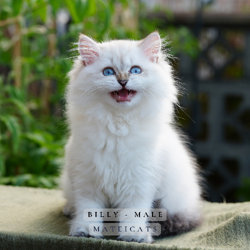 Foto van de poes