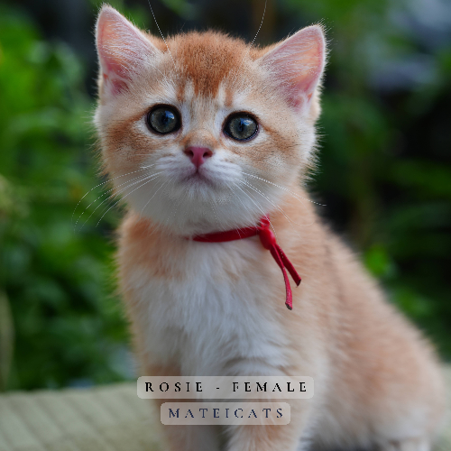 Foto van de poes