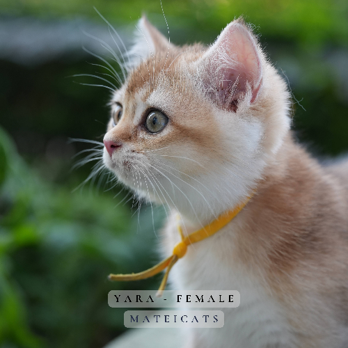 Foto van de poes
