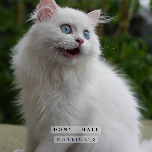 Foto van de poes