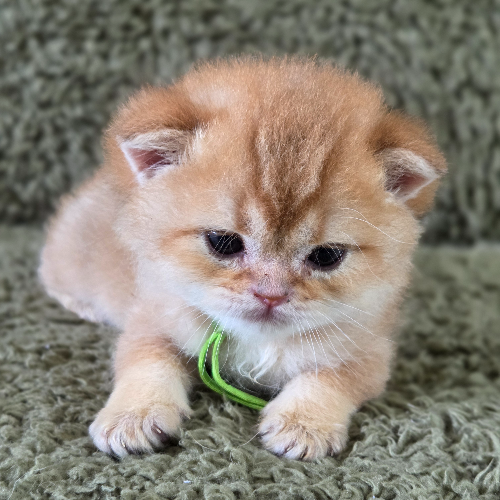 Foto van de poes