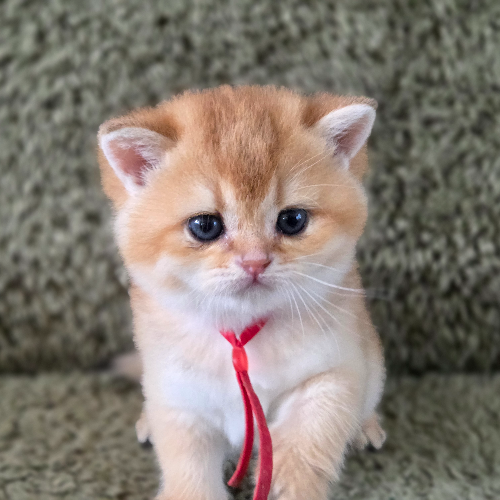 Foto van de poes