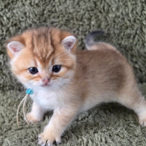 Foto van de poes