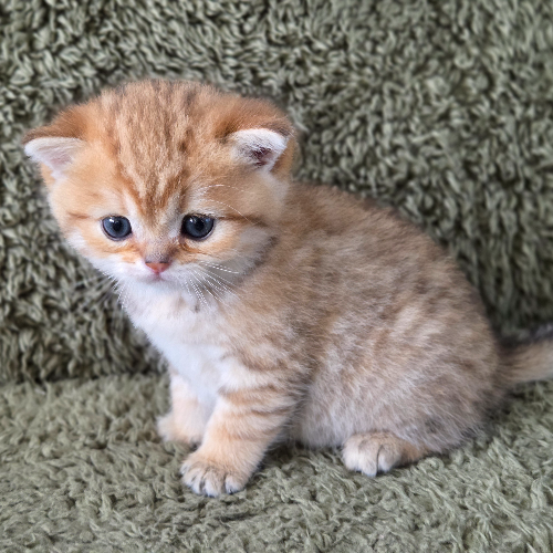 Foto van de poes